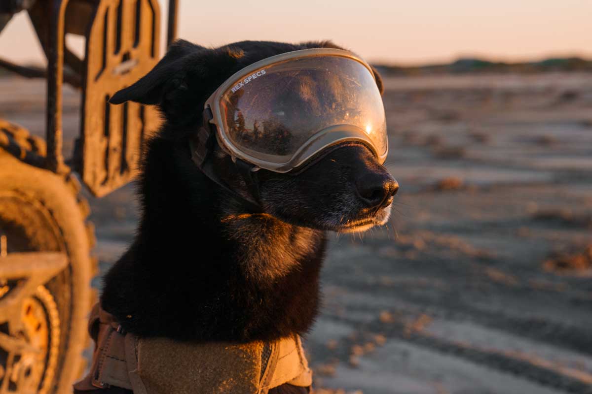 Dog Goggles!