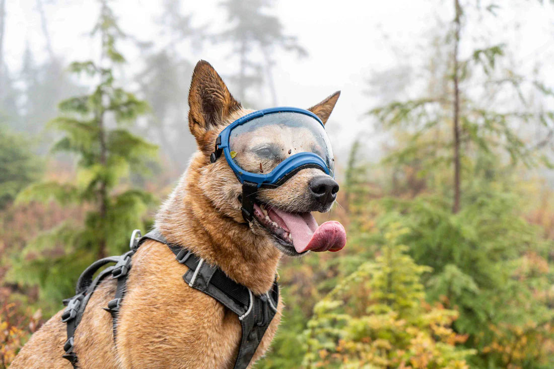 Dog Goggles!