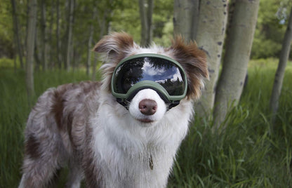 Dog Goggles!